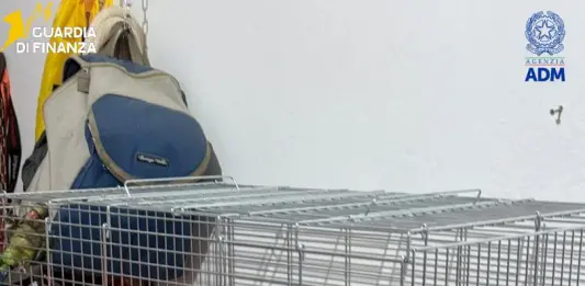Sequestrate 300 testuggini e 77 pappagalli al porto di Pozzallo, 76 appartenenti a specie protette