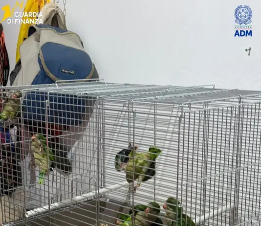 Sequestrate 300 testuggini e 77 pappagalli al porto di Pozzallo, 76 appartenenti a specie protette