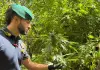 La Guardia di Finanza scopre 10 piantagioni di marijuana in Calabria, giro d’affari da 7 milioni di euro