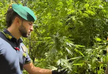 La Guardia di Finanza scopre 10 piantagioni di marijuana in Calabria, giro d’affari da 7 milioni di euro