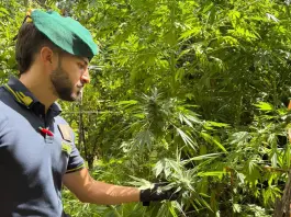 La Guardia di Finanza scopre 10 piantagioni di marijuana in Calabria, giro d’affari da 7 milioni di euro