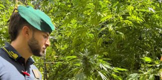 La Guardia di Finanza scopre 10 piantagioni di marijuana in Calabria, giro d’affari da 7 milioni di euro