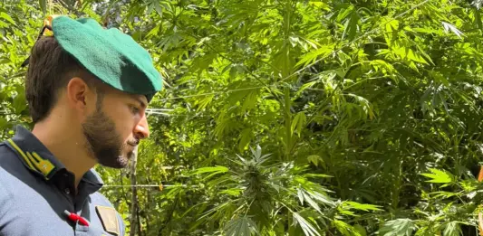 La Guardia di Finanza scopre 10 piantagioni di marijuana in Calabria, giro d’affari da 7 milioni di euro