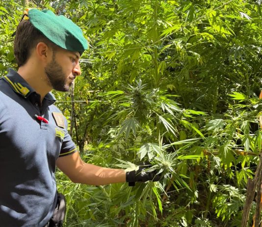 La Guardia di Finanza scopre 10 piantagioni di marijuana in Calabria, giro d’affari da 7 milioni di euro