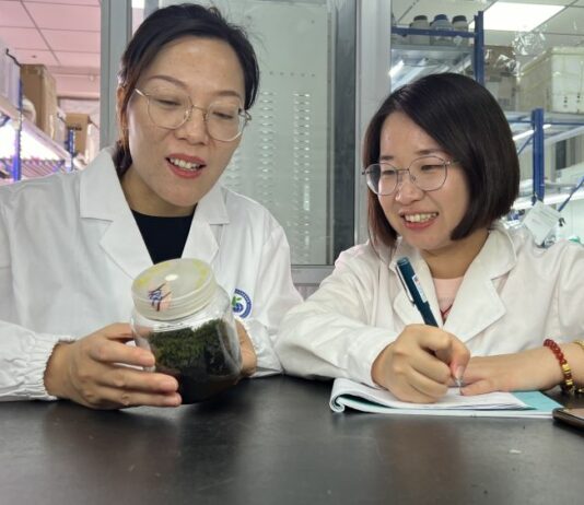 Cina, scoperta la pianta desertica “più resistente” anche nello spazio