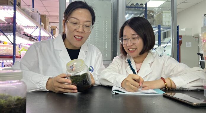 Cina, scoperta la pianta desertica “più resistente” anche nello spazio