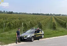 Vendemmia in nero, scoperti 25 braccianti irregolari nel trevigiano