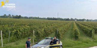 Vendemmia in nero, scoperti 25 braccianti irregolari nel trevigiano