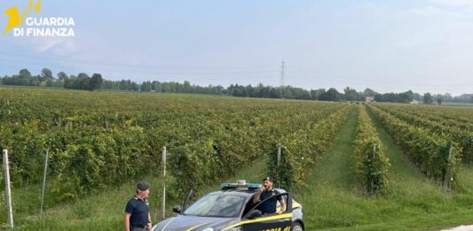 Vendemmia in nero, scoperti 25 braccianti irregolari nel trevigiano