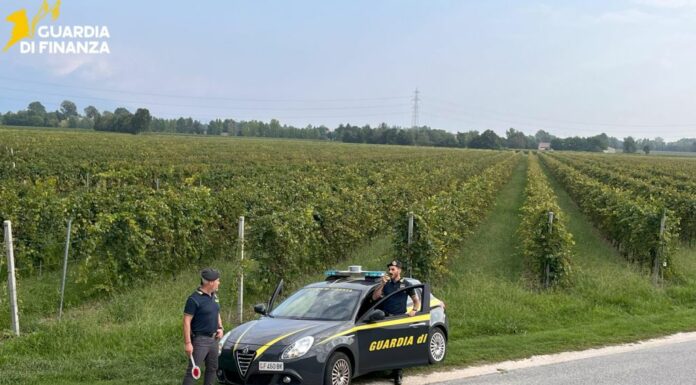 Vendemmia in nero, scoperti 25 braccianti irregolari nel trevigiano