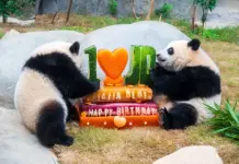 L’Ocean Park di Hong Kong celebra i 50 anni con nuove strutture e iniziative