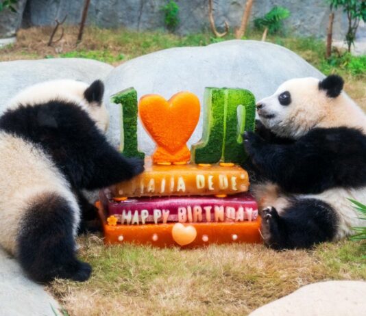 L’Ocean Park di Hong Kong celebra i 50 anni con nuove strutture e iniziative
