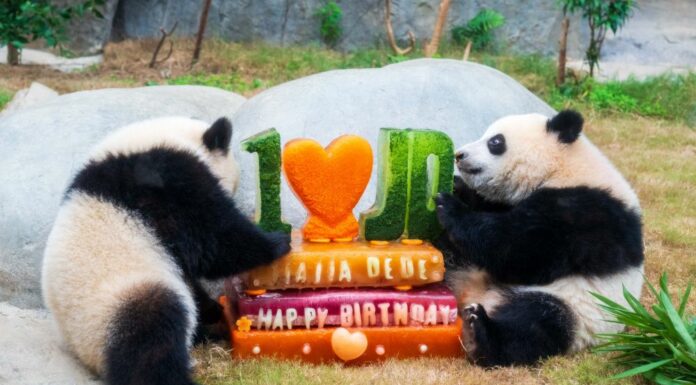 L’Ocean Park di Hong Kong celebra i 50 anni con nuove strutture e iniziative