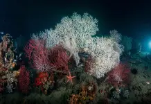 Golfo della Spezia, Enea mappa l’impatto delle attività umane sugli habitat marini