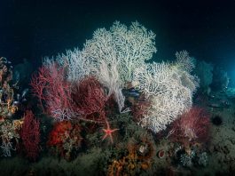 Golfo della Spezia, Enea mappa l’impatto delle attività umane sugli habitat marini