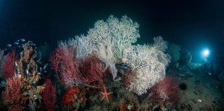 Golfo della Spezia, Enea mappa l’impatto delle attività umane sugli habitat marini