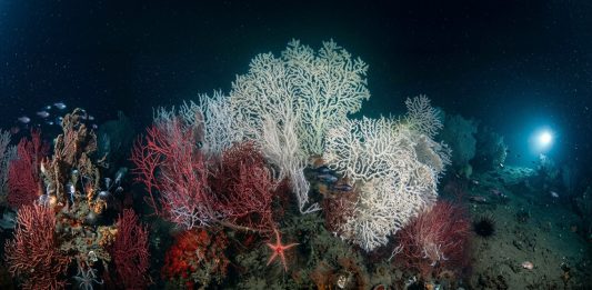 Golfo della Spezia, Enea mappa l’impatto delle attività umane sugli habitat marini