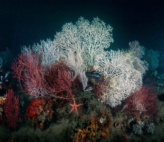Golfo della Spezia, Enea mappa l’impatto delle attività umane sugli habitat marini