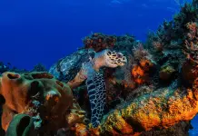 Mase, nascono otto nuovi siti “Natura 2000” in alto mare