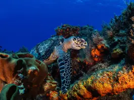 Mase, nascono otto nuovi siti “Natura 2000” in alto mare