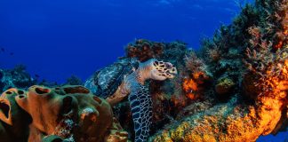Mase, nascono otto nuovi siti “Natura 2000” in alto mare