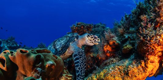 Mase, nascono otto nuovi siti “Natura 2000” in alto mare