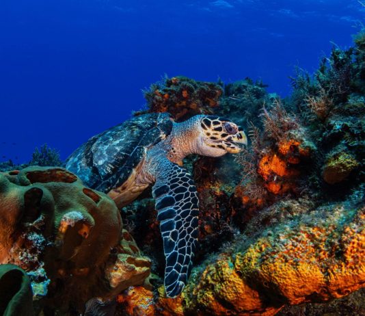Mase, nascono otto nuovi siti “Natura 2000” in alto mare