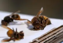 Malta, gli apicoltori chiedono interventi contro il calabrone asiatico