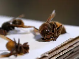 Malta, gli apicoltori chiedono interventi contro il calabrone asiatico