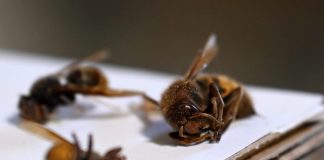 Malta, gli apicoltori chiedono interventi contro il calabrone asiatico