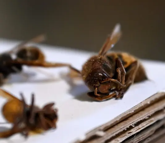 Malta, beekeepers call for action against the Asian hornet