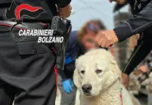 Animali maltrattati e tenuti in condizioni di degrado in Alto Adige, 46 esemplari salvati. Denunciata una 59enne