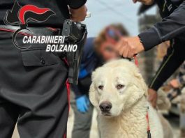 Animali maltrattati e tenuti in condizioni di degrado in Alto Adige, 46 esemplari salvati. Denunciata una 59enne