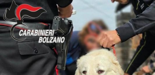 Animali maltrattati e tenuti in condizioni di degrado in Alto Adige, 46 esemplari salvati. Denunciata una 59enne