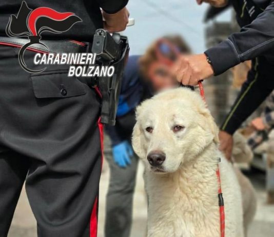 Animali maltrattati e tenuti in condizioni di degrado in Alto Adige, 46 esemplari salvati. Denunciata una 59enne