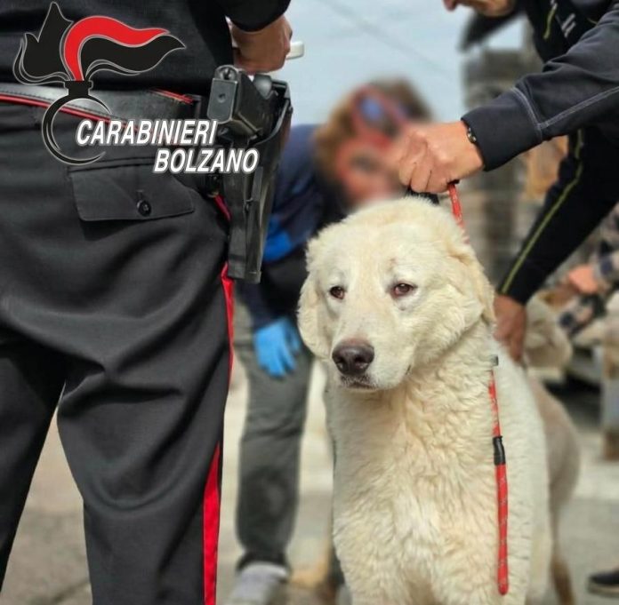 Carabinieri-Bolzano
