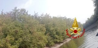 A Castano Primo i Vigili del fuoco salvano un cervo rimasto intrappolato nelle acque del Canale Villoresi
