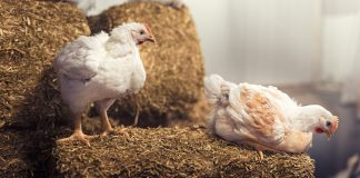 Eataly ha raggiunto la piena conformità agli standard dell’European Chicken Commitment (ECC) per tutta l’offerta di pollo in Italia