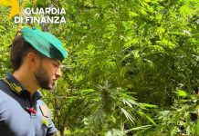 Sequestrate 19 piantagioni di canapa indiana in località montuose della Calabria