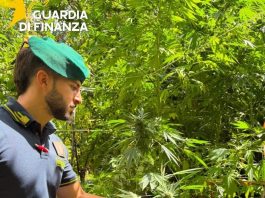 Sequestrate 19 piantagioni di canapa indiana in località montuose della Calabria