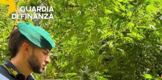 Sequestrate 19 piantagioni di canapa indiana in località montuose della Calabria
