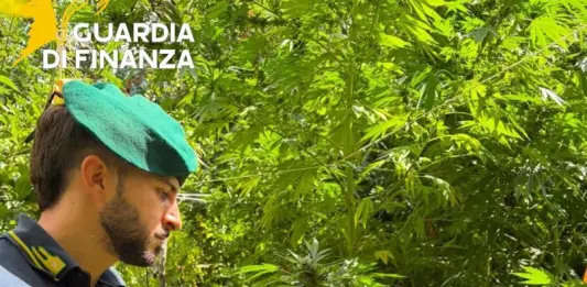 Sequestrate 19 piantagioni di canapa indiana in località montuose della Calabria