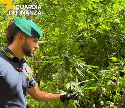 Sequestrate 19 piantagioni di canapa indiana in località montuose della Calabria