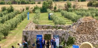 Mapei consegna 1.5000 ulivi agli agricoltori di Olivami