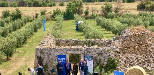 Mapei consegna 1.5000 ulivi agli agricoltori di Olivami