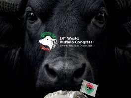 Mozzarella Dop, il World Buffalo Congress a Sorrento dal 28 al 30 ottobre