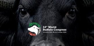 Mozzarella Dop, il World Buffalo Congress a Sorrento dal 28 al 30 ottobre