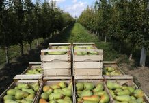 Dal MASAF 11 milioni per le filiere frutticole della pera e del kiwi