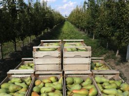 Dal MASAF 11 milioni per le filiere frutticole della pera e del kiwi