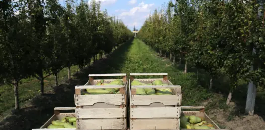 Dal MASAF 11 milioni per le filiere frutticole della pera e del kiwi
